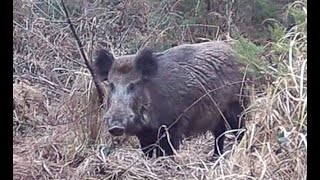 Keiler im Morgengrauen Boar at dawn [upl. by Namus]