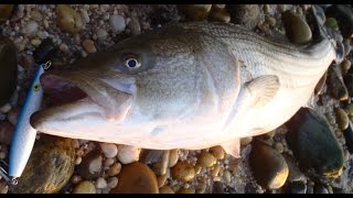 Surfcasting with Pencil Poppers  36pound Striped Bass [upl. by Roberto187]