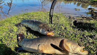 PESCA DE TARARIRAS  COMO PESCAR TARARIRAS CON SEÑUELOS [upl. by Ronni]