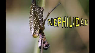 Nephila Nephilidae [upl. by Kitti]