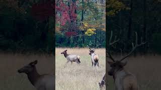 Elks mating at great Smoky Mountains national Park [upl. by Eldredge251]