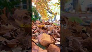 🇦🇺 Autumn Season in Australia  Autumn Leaves 🍁 autumn autumncolors autumnvibes australia [upl. by Inaffyt]