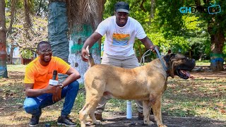 The Biggest and Highest Appraised Boerboel in Ghana A chat with Monsoon Boerboels [upl. by Zoie]