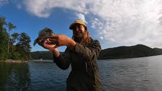 Smallmouth Fishing on Chillhowee Lake TN [upl. by Dleifyar537]