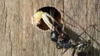 Camponotus vagus Fütterung Wüstenheuschrecke [upl. by Eivlys913]