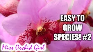 Orchid Species for beginners easy to care for 2  Oncidium Vanda Cattleya amp more [upl. by Medea560]