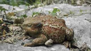 Bufo bufo and Lucilia bufonivora imago pushups antipredator behaviour [upl. by Sophia]