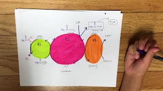 Pyruvate Dehydrogenase Complex [upl. by Stinson]