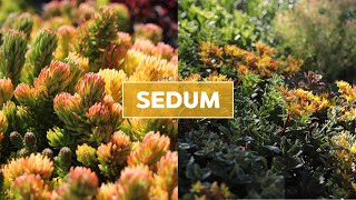 Hardy Sedum Stonecrop Succulents 101  Care Tips amp Unique Traits [upl. by Edmon]