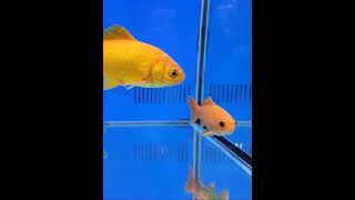 Goldfish swimming at the bottom of the tank [upl. by Orvas378]