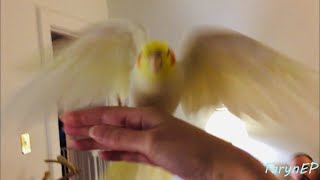 Indoor Flight  Moon the Cockatiel [upl. by Mellisent]