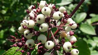 Lets ID redosier dogwood Cornus sericea [upl. by Bilicki77]