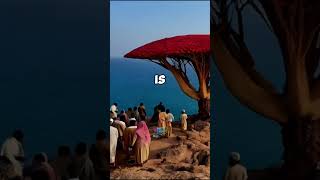 Socotra island sciencefacts science mcqsfactoryofficial [upl. by Arvad]