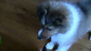 Sheltie Puppy Barks [upl. by Udell]