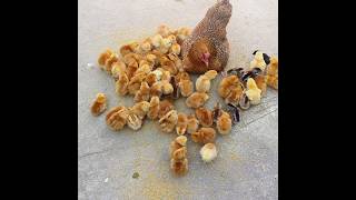 how to raise 50 chicks with one hen  hen harvesting eggs to chicks shorts [upl. by Nilorac]