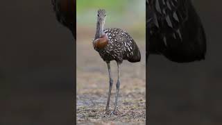 LIMPKIN EATING APPLE SNAIL shorts nature birds [upl. by Crenshaw]