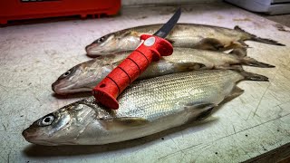 How to Fillet a Whitefish  COMMERCIAL QUALITY [upl. by Femmine]