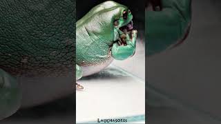 Australian Green Tree Frog VS Lizard [upl. by Woolson]