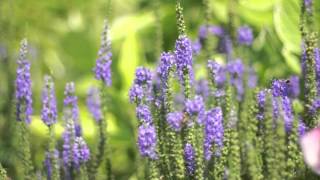 Bees Crawling on Slender Purple Flowers  Free Stock Video [upl. by Nomed704]