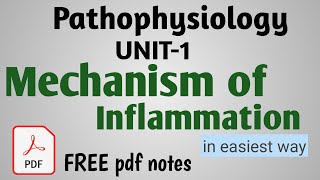 Mechanism of inflammation  Mechanism involved in inflammation  unit1 pathology  in hindi [upl. by Ettelrahc]