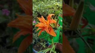 Tiger lilies in Full Bloom shorts viral flowers [upl. by Taddeo]