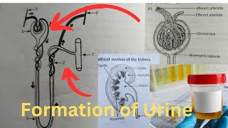 Ayeesha A is live how urine is formed in humans 😀🙏 [upl. by Hebel]