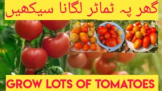 Grow lots of Tomatoes at Home  VERY EASY [upl. by Nosa863]