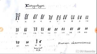 Karyotype and Karyotyping and Its uses hindi [upl. by Glover]