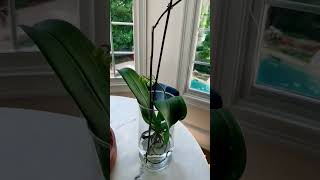 Orchid Care Secrets Boost Bloom Power organicgrowing orchidsgarden farming [upl. by Duile]