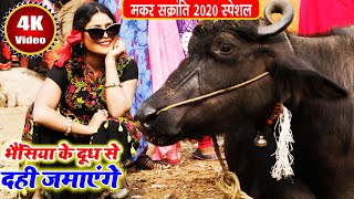 Video भैंसिया के दूध से अबकी दही हम जमाएंगे  Khushboo Uttam  Makar Sankranti Song 2022  Sakrat [upl. by Libove723]