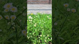 개망초 Cúc fleabane bichphanvlog개망초데이지daisy여름꽃꽃덕성여대덕성여자대학교hànquốckoreaseoulseoullife여름꽃 [upl. by Bathulda116]