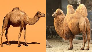 Comparing Dromedary and Bactrian Camels [upl. by Thorndike]