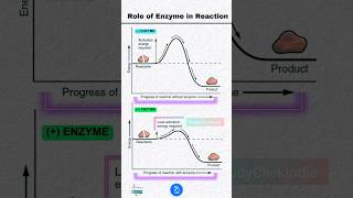 Role of Enzyme in Reaction and Activation Energy [upl. by Nrobyalc818]