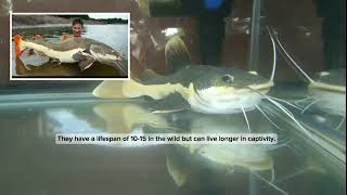 Redtail Catfish freshwateraquariumfish rivers monsterfishtank shortsvideo [upl. by Ratna]