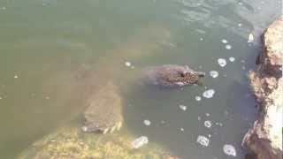 Giant African Softshell TurtlesTrionyx triunguis In Israel River mov [upl. by Kcirddet]