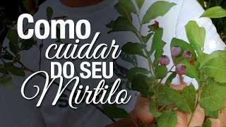 Aprenda dicas de como cultivar Mirtilo com Thiago Supino [upl. by Nwaf97]