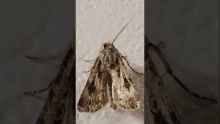 Moth cleaning itself before walking away shorts [upl. by Ardnasal919]