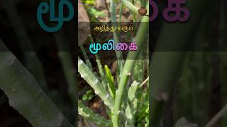 அழிந்து வரும் மூலிகை 🌱 Mud Pot Mini [upl. by Oicapot]