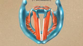 How the Larynx Produces Sound [upl. by Aesoh]