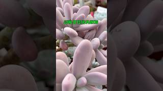 Suculentas que se parecen Diferencia entre amethystinum y oviferum succulents suculentas planta [upl. by Josi]