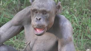 GURU Hairless Chimp died in December 2019 in Mysore Zoo [upl. by Harlamert]