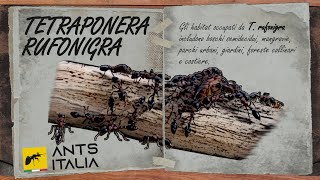 Tetraponera rufonigra una Specie di Formiche Unica Vorace e Veloce EP9 [upl. by Toh]