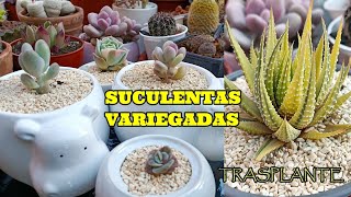 TRASPLANTEMOS SUCULENTAS VARIEGATAS echeveria suculentas [upl. by Sorenson]