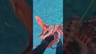 🐙 Zourite Réunion spearfishing chassesousmarine 974 fish [upl. by Riabuz240]