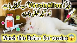 Cat Vaccination  Kitten Vaccination Age amp schedule  Rabies Vaccination for cats  cat vaccines [upl. by Teresa]