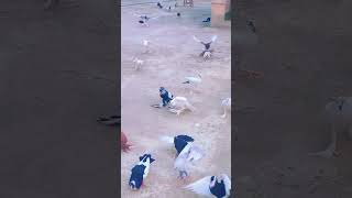 bollywood song pigeon fancypigeon pigeonloversihs birdslover birdspecies pets viralshorts [upl. by Hamas777]