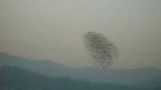 Falcon Attack Peregrine Divebombs Flock of Starlings [upl. by Frieda]