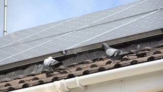 Solar Panel Pigeon Barrier [upl. by Sall]