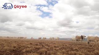 Cattle Praising songsBoranaOromiaEthiopia [upl. by Nauqaj]