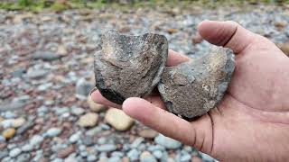 Summer Fossil Hunting in Sandsend [upl. by Hanna]